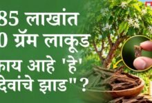 85 लाखांत फक्त 10 ग्रॅम लाकूड