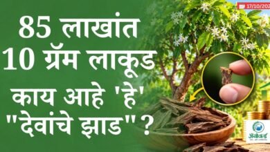 85 लाखांत फक्त 10 ग्रॅम लाकूड