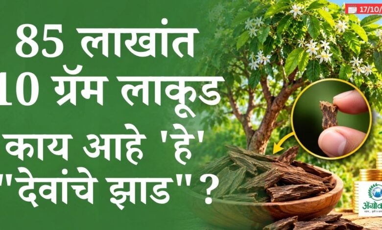 85 लाखांत फक्त 10 ग्रॅम लाकूड